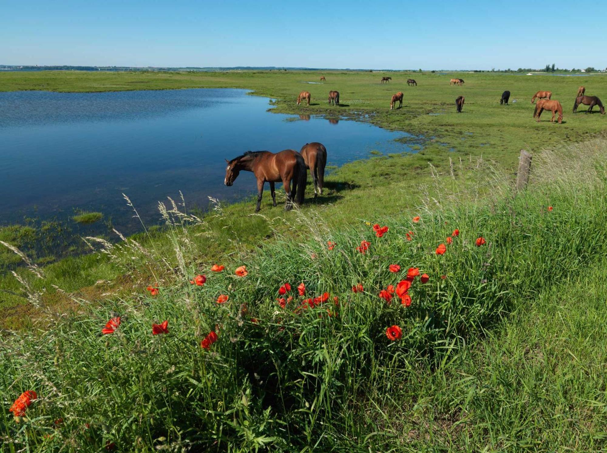 Daenische Ferienhaeuser Am Salzhaff Haus Kaept'N Nemo อินเซิลเพิล ภายนอก รูปภาพ